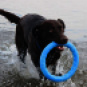 Pitch Dog - Kroužek pro psy - Modrý 30 cm